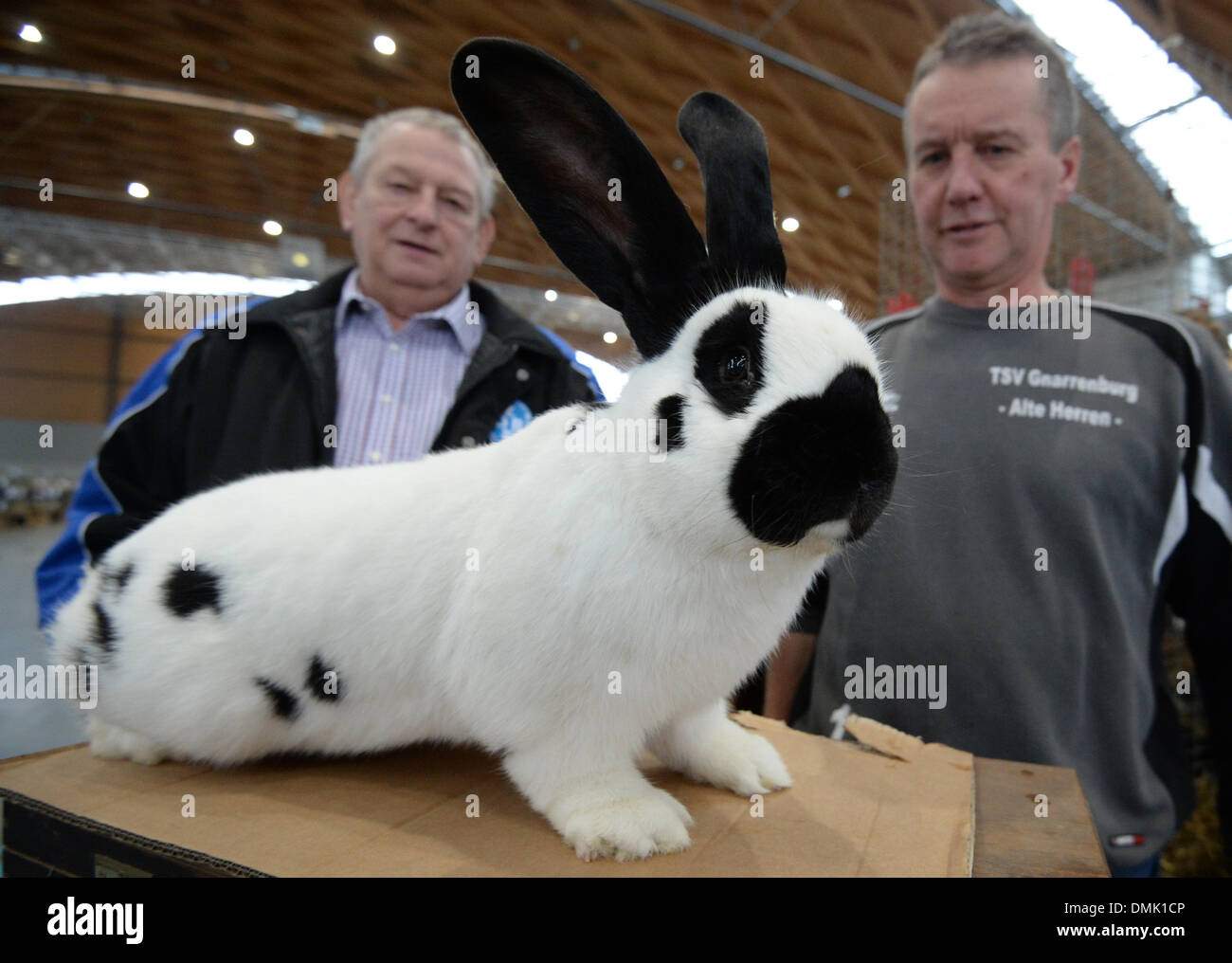 Hans Dieter Funk (L) du Conseil de l'Association d'éleveurs de lapin et le lapin éleveur Hartmut Peters (R) de Gnarrenburg debout derrière un lapin avec le gouvernement fédéral en Show Lapin Karslruhe, Allemagne, 13 décembre 2013. Titres pour 267 espèces différentes ont été attribués à l'exposition. Photo : PATRICK SEEGER/dpa Banque D'Images