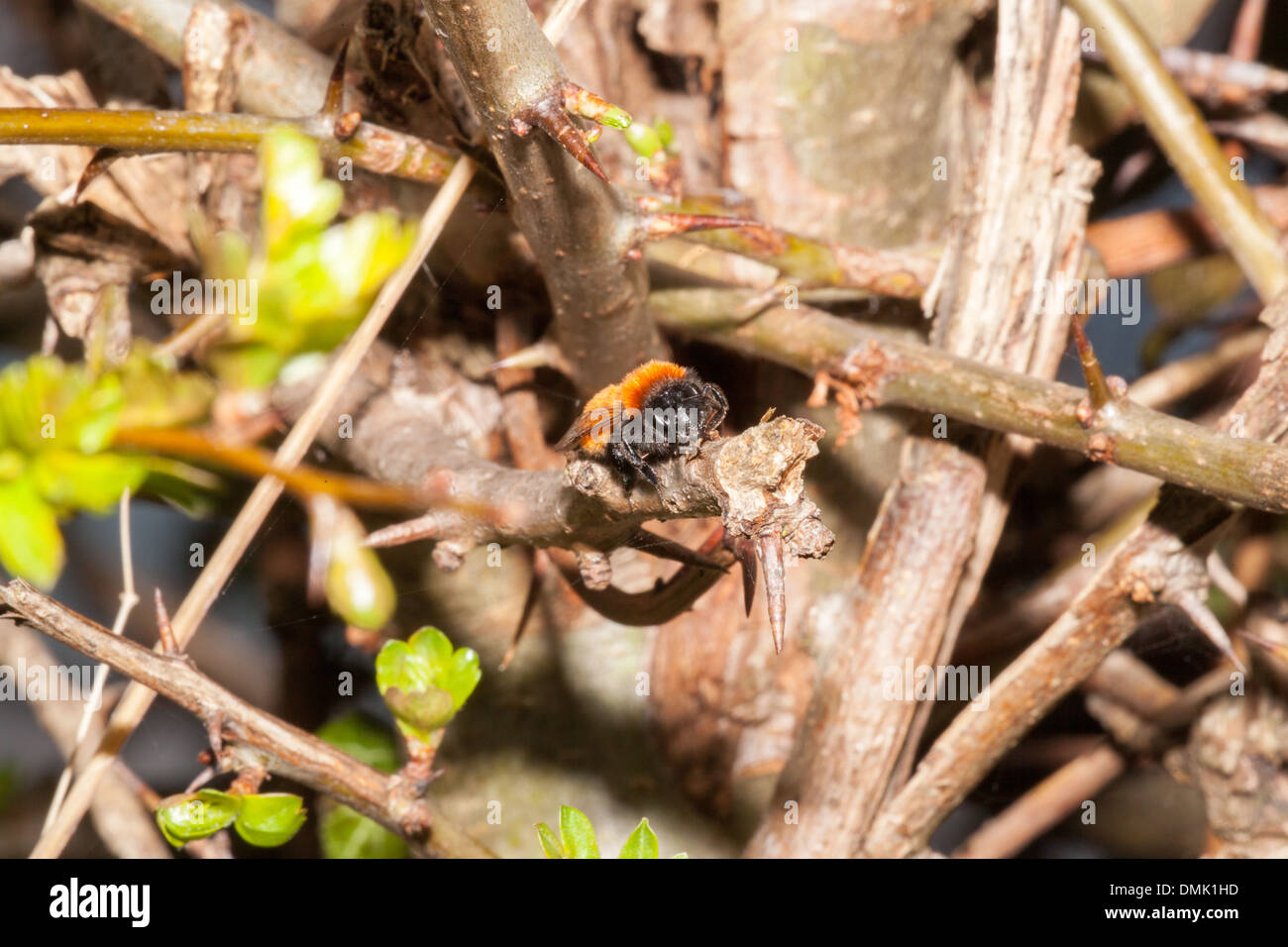 Un Tawny Mining Bee (Andrena fulva) dans une haie. Banque D'Images