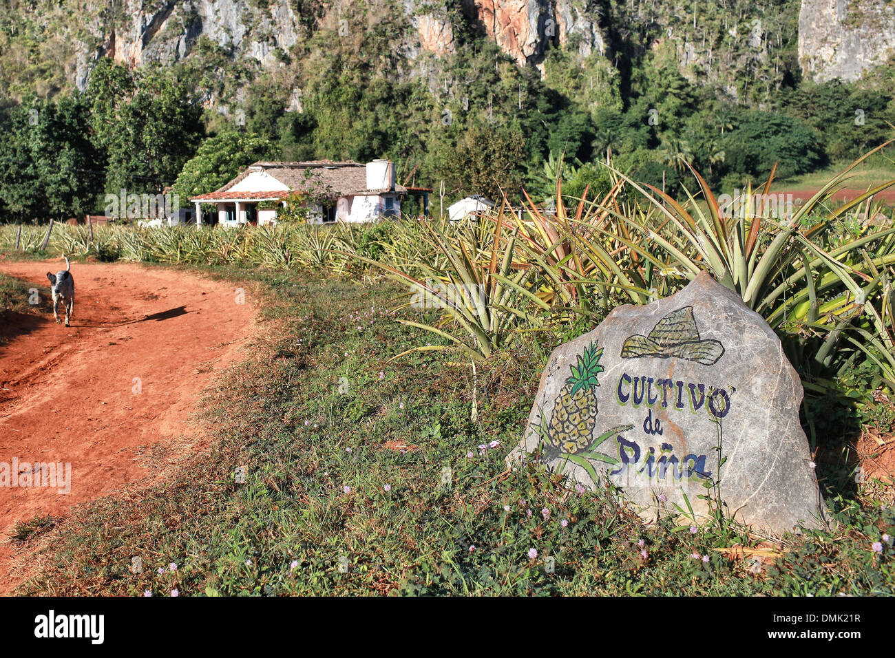 PLANTATION D'ANANAS DANS UN PAYSAGE DE COLLINES calcaires montagneux (MOGOTES), Vallée de Vinales, classée au Patrimoine Mondial par l'UNESCO, CUBA, LES CARAÏBES Banque D'Images