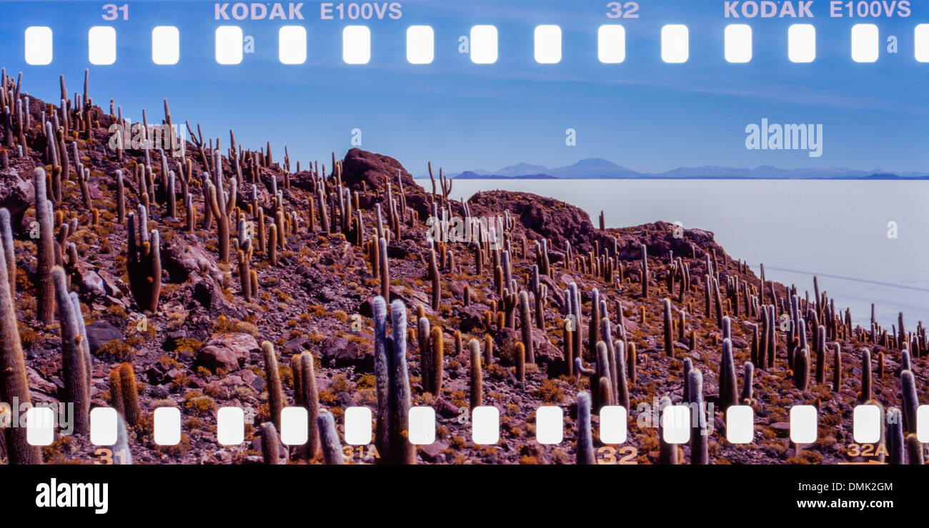 L'ISLA DEL PESCADO, une île couverte de cactus géants et entouré par le