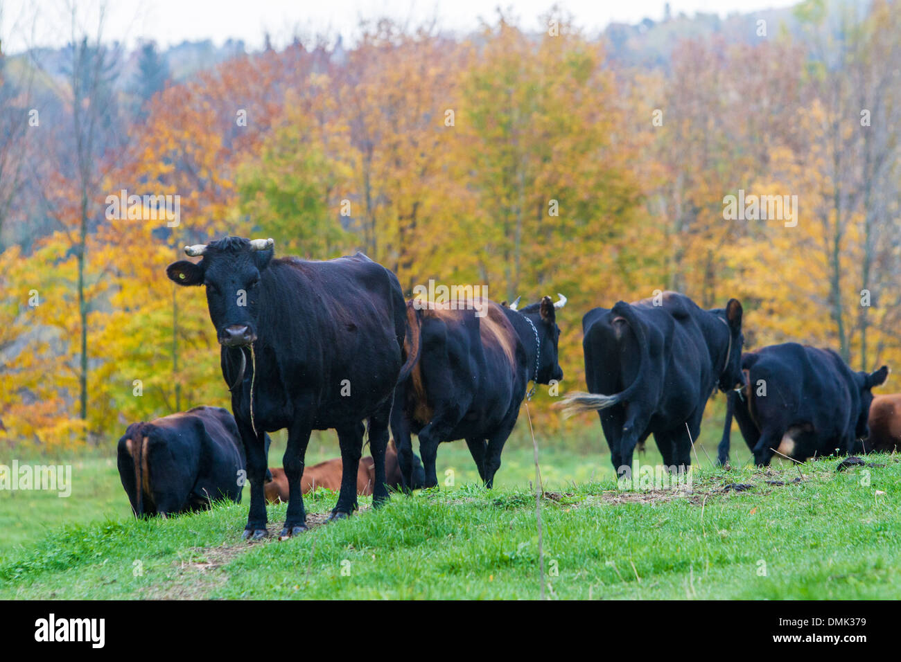 Les vaches, saint-paulin-EN-Mauricie, l'été indien, les couleurs d'automne, QUÉBEC, CANADA Banque D'Images