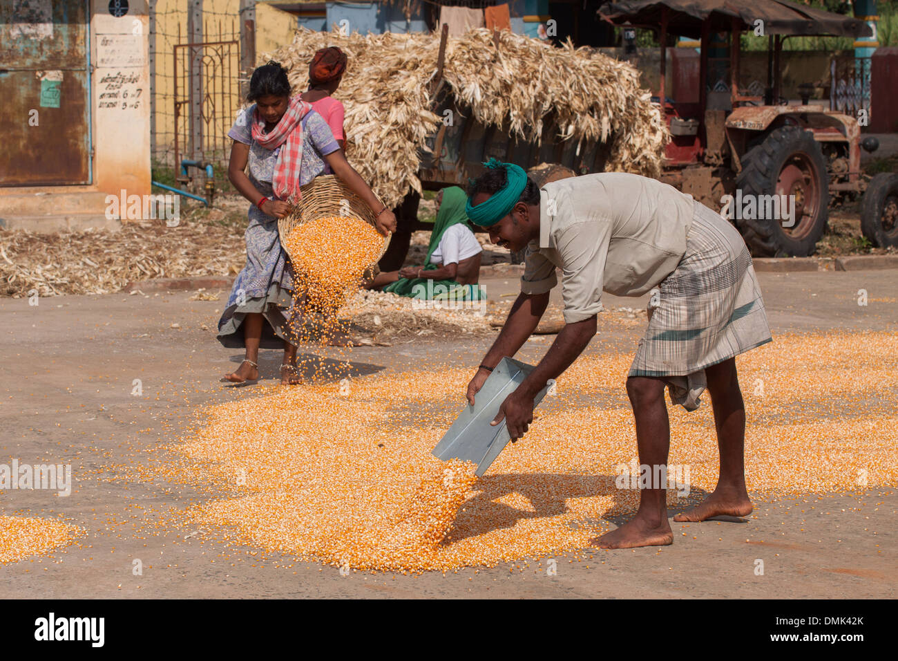 L'HOMME ET LA FEMME SE PROPAGER LE MAÏS SUR LE TERRAIN POUR LE SÉCHER AU SOLEIL, DANS UN VILLAGE DE LA RÉGION D'ÉLEVAGE DE CHETTINAD, Etat du Tamil Nadu, IINDIA Banque D'Images