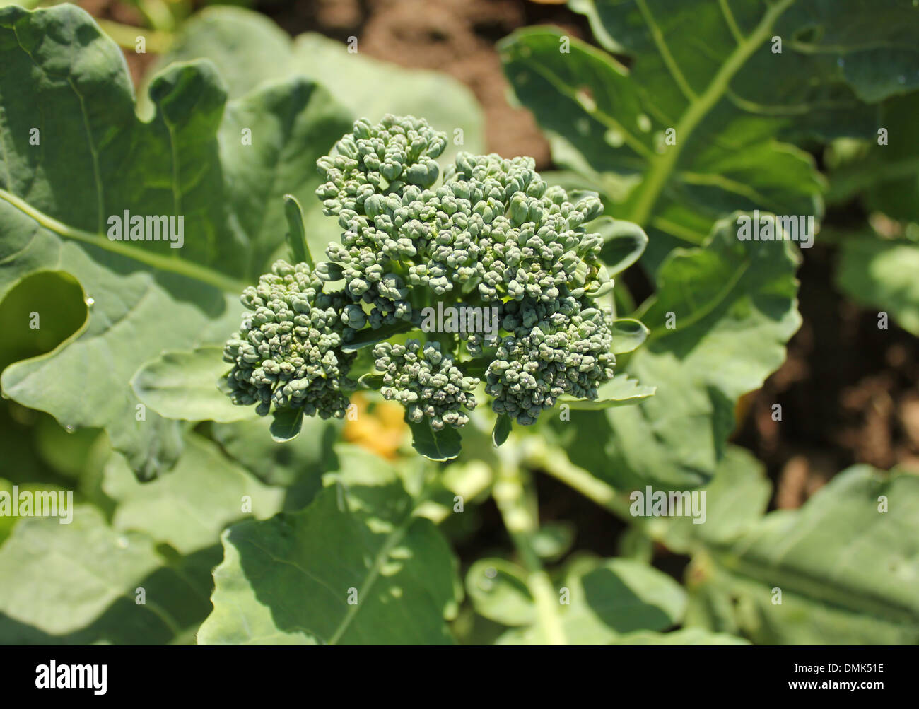 Jeune plante brocoli Photo Stock - Alamy