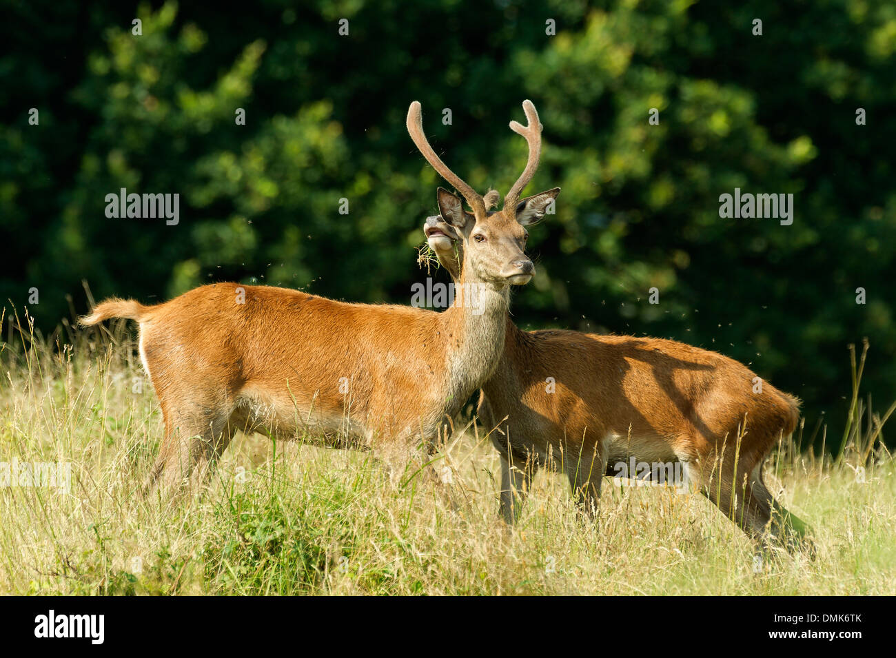 Red Deer de prairies ouvertes de Charente-Maritime, France Banque D'Images