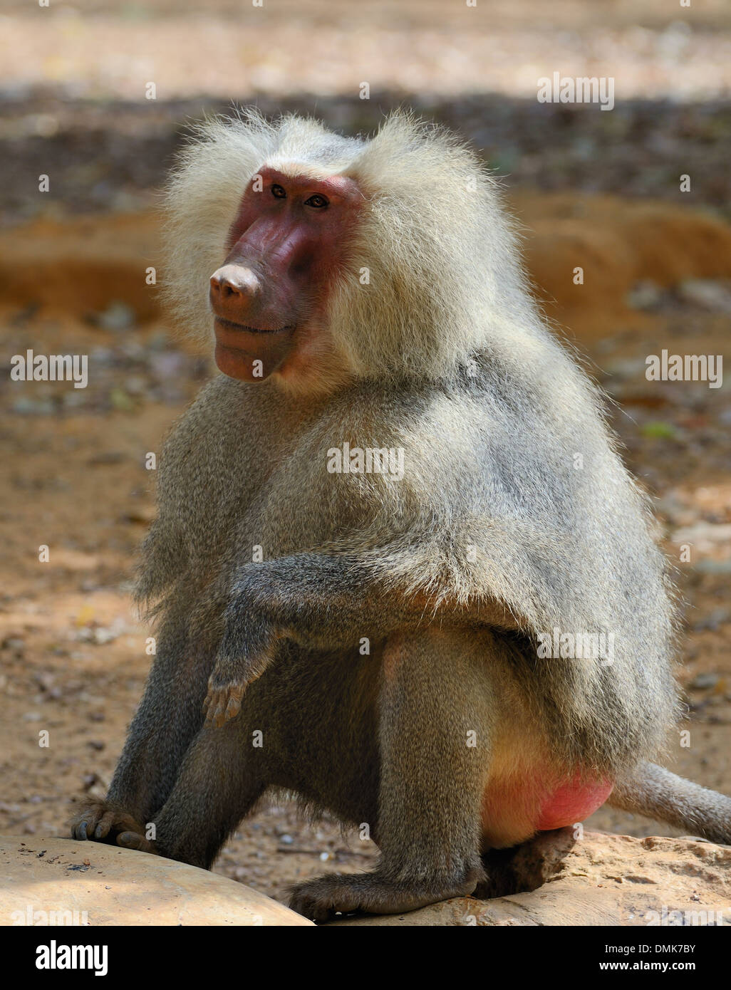 Le babouin hamadryas (Papio hamadryas) est une espèce de babouin, étant originaire de la Corne de l'Afrique Banque D'Images