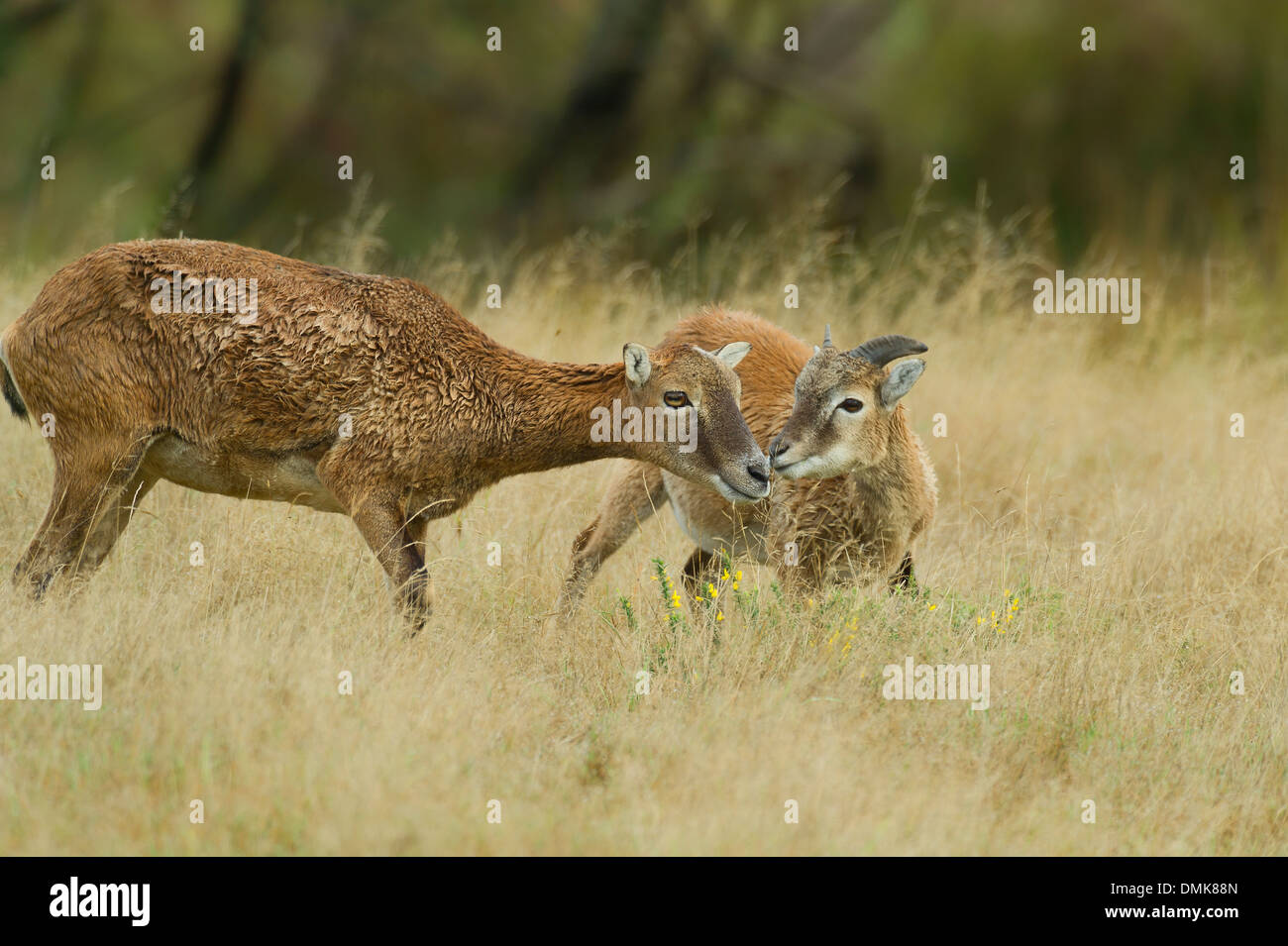 Mouflon européen ouvert dans la prairie de Charente-Maritime, France Banque D'Images