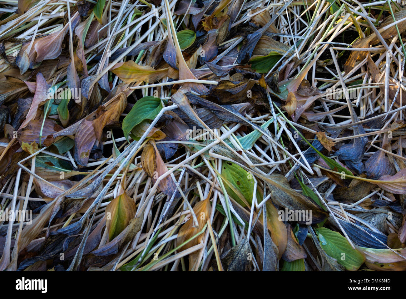 Les feuilles en automne en décomposition hosta Banque D'Images