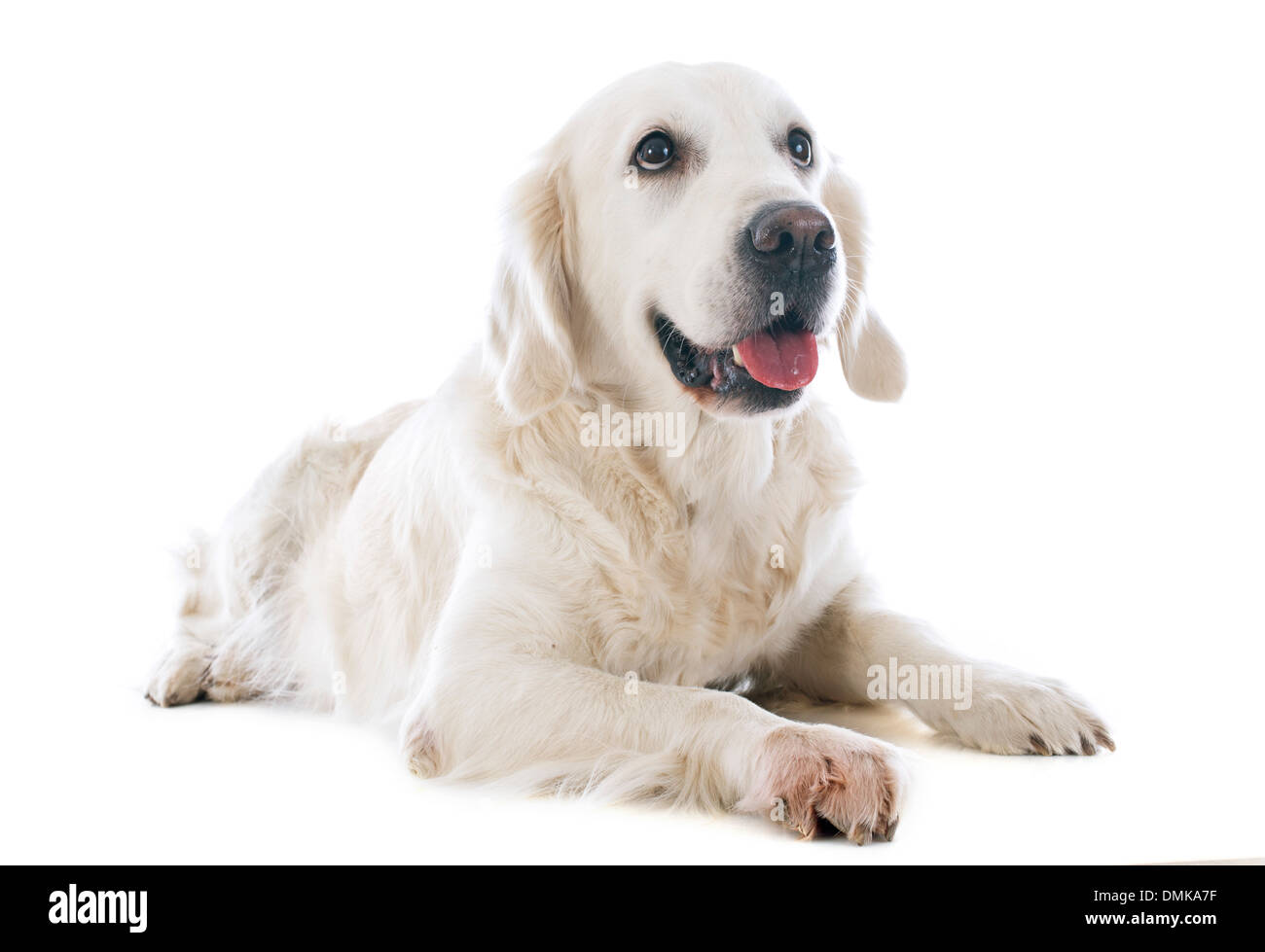 Golden retriever pure race, devant un fond blanc Banque D'Images Golden retriever pure race, devant un fond blanc Banque D'Images