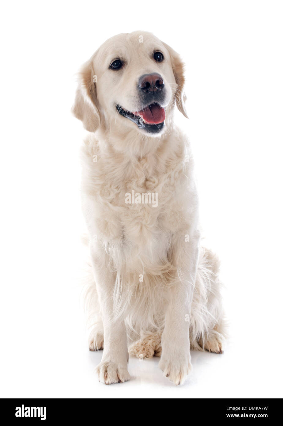 Golden retriever pure race, devant un fond blanc Banque D'Images Golden retriever pure race, devant un fond blanc Banque D'Images