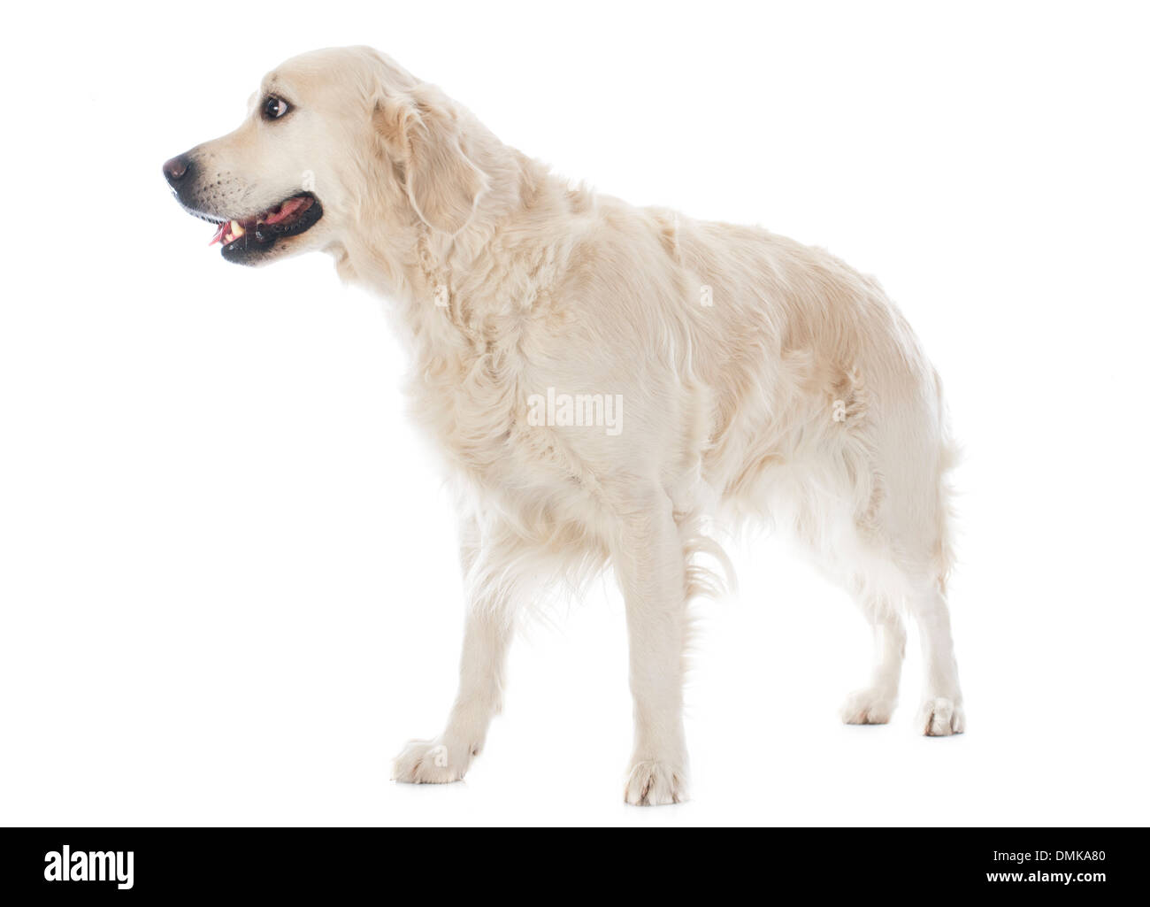 Golden retriever pure race, devant un fond blanc Banque D'Images Golden retriever pure race, devant un fond blanc Banque D'Images