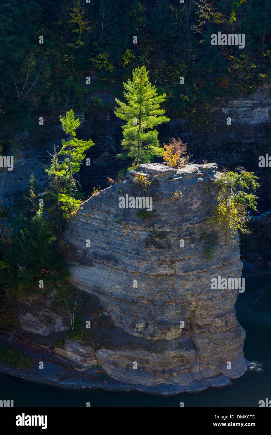 Pins sur rock à sun à Letchworth State Park dans l'État de New York Banque D'Images