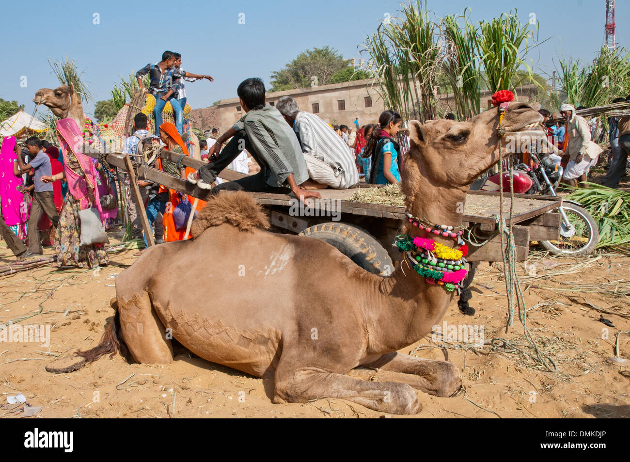 Sites et de couleurs en cours de l'Assemblée annuelle de chameau de Pushkar juste. Banque D'Images