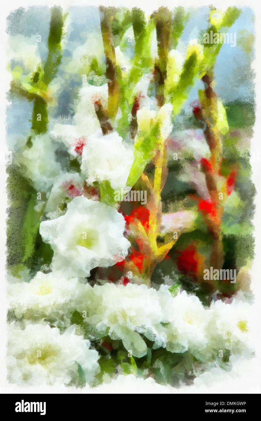 Chrysanthème (l'Chrysánthemum ) - genre de plantes herbacées annuelles ou vivaces, de la famille des Astéracées, Gladiolus Banque D'Images