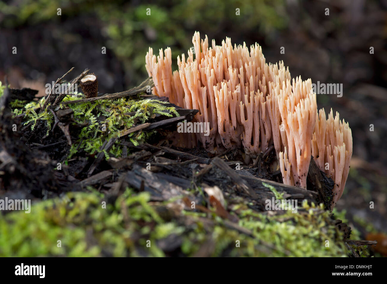 Direction générale de la stricte-Champignon de corail (Ramaria stricta), non comestible, la Suisse, la famille Ramariaceae Banque D'Images