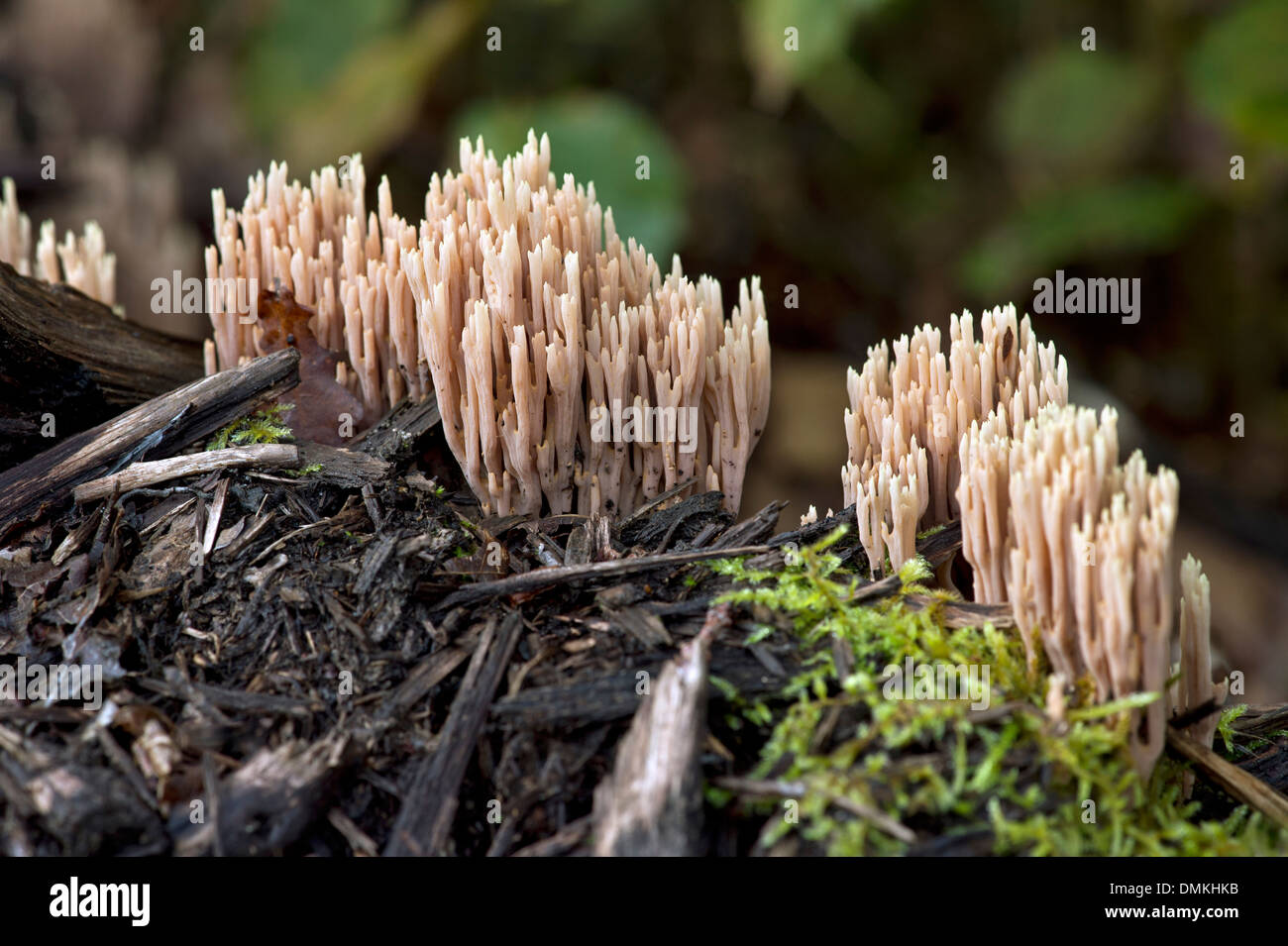 Direction générale de la stricte-Champignon de corail (Ramaria stricta), non comestible, la Suisse, la famille Ramariaceae Banque D'Images