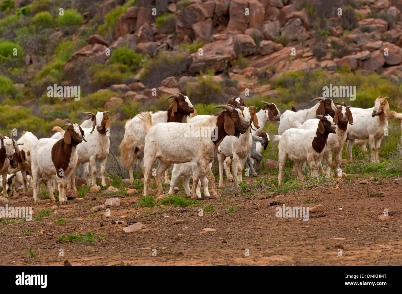 Troupeau de chèvres Boer près de Kuboes, Richtersveld, province de Northern Cape, Afrique du Sud Banque D'Images