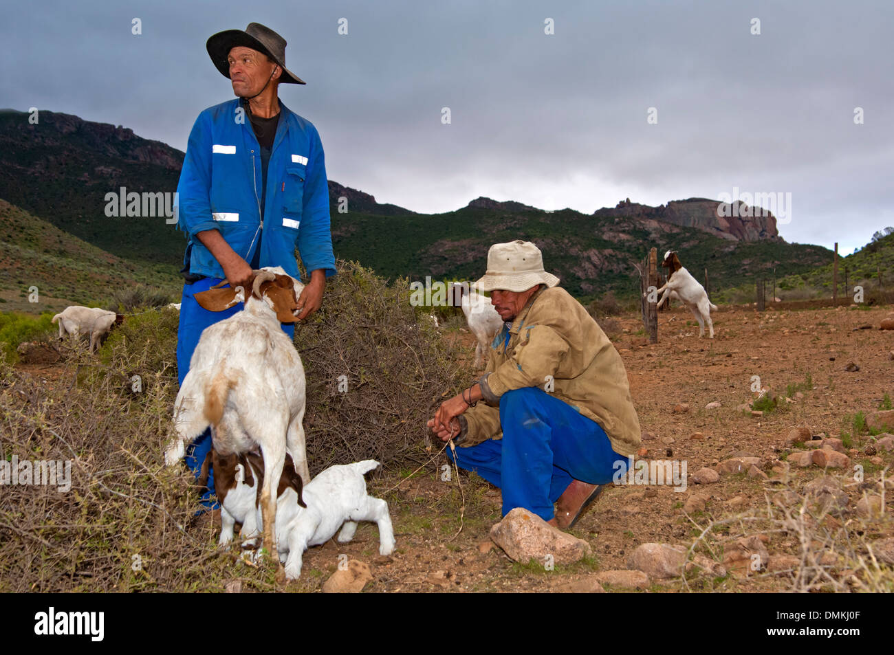 Deux éleveurs de chèvres Boer Amna laisser téter à goatlings avec la femme, près de Kuboes, Richtersveld, Afrique du Sud Banque D'Images