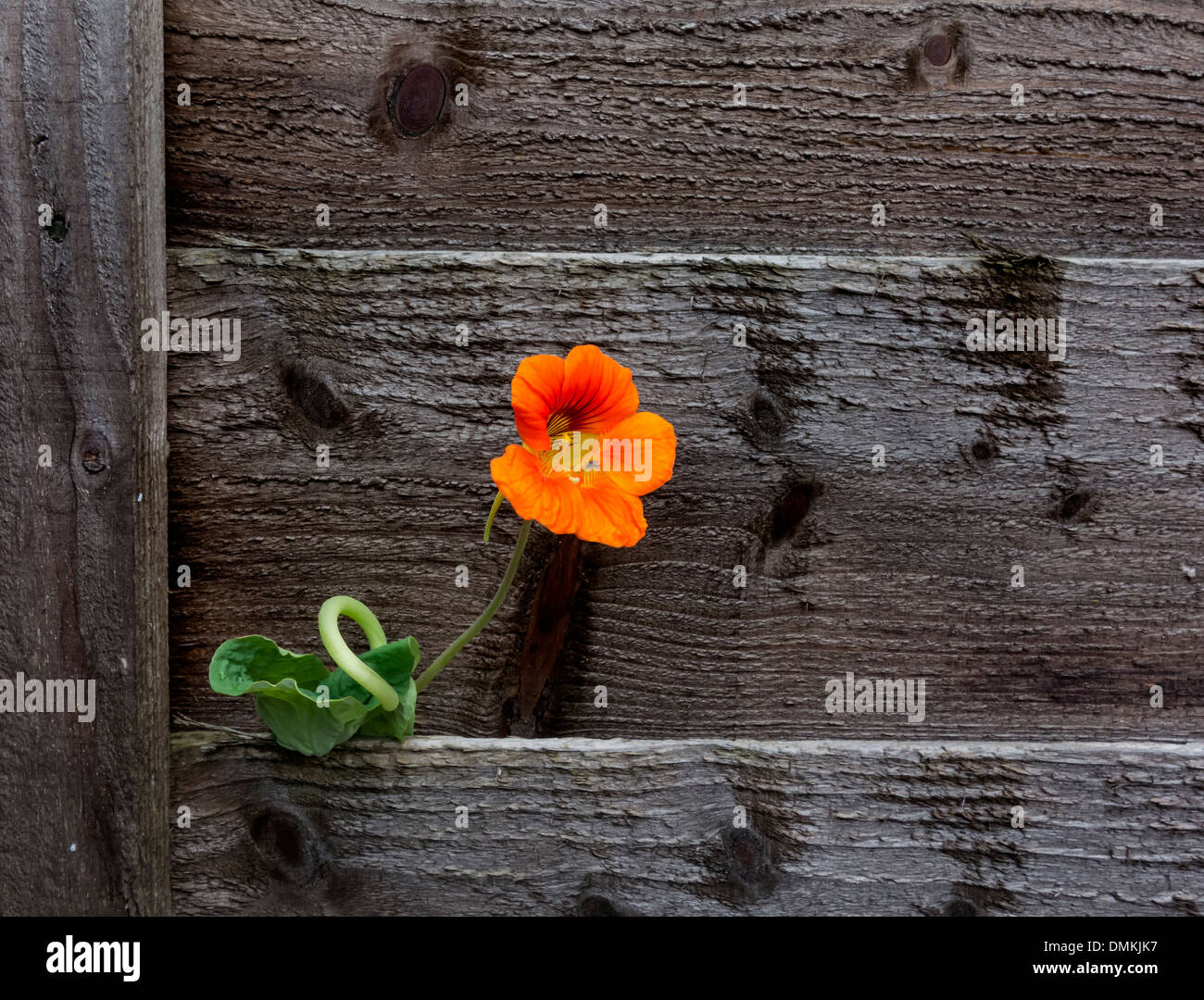 Capucine Orange s'accroître par le panneau de clôture Banque D'Images