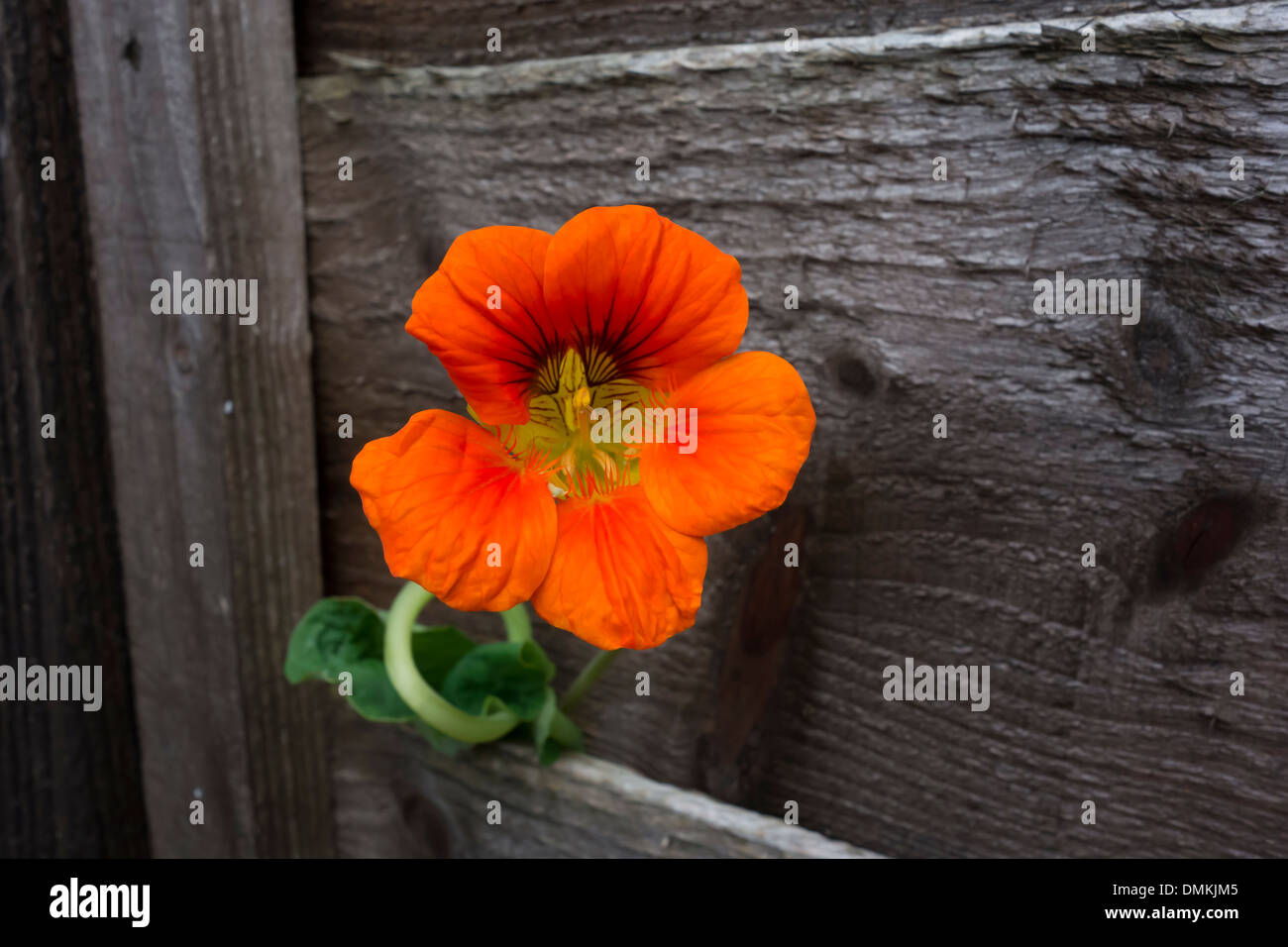 Capucine Orange s'accroître par le panneau de clôture Banque D'Images