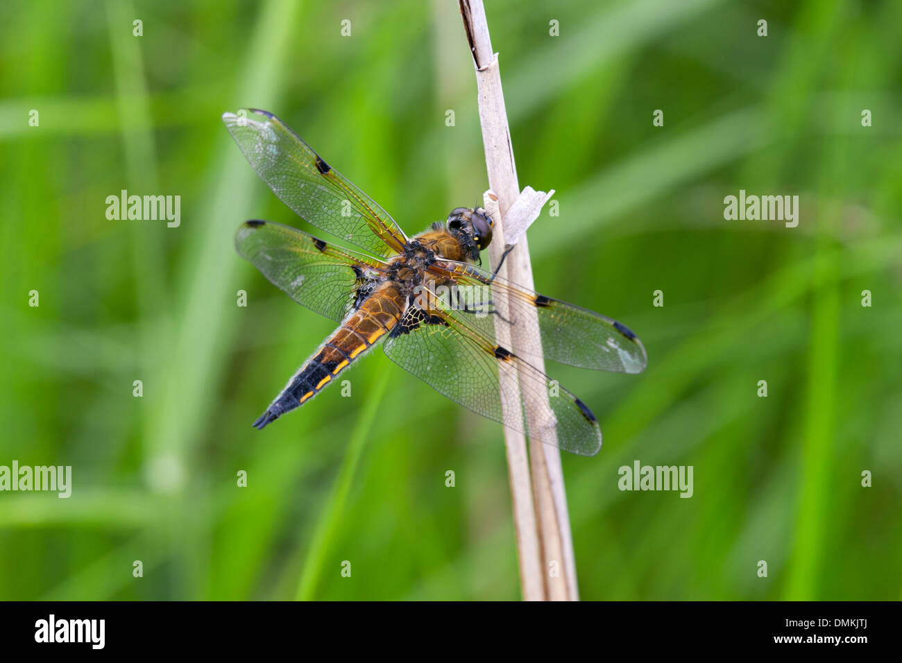 Four-spotted Chaser Libellula quadrimaculata hot perché sur la tige de roseau Banque D'Images