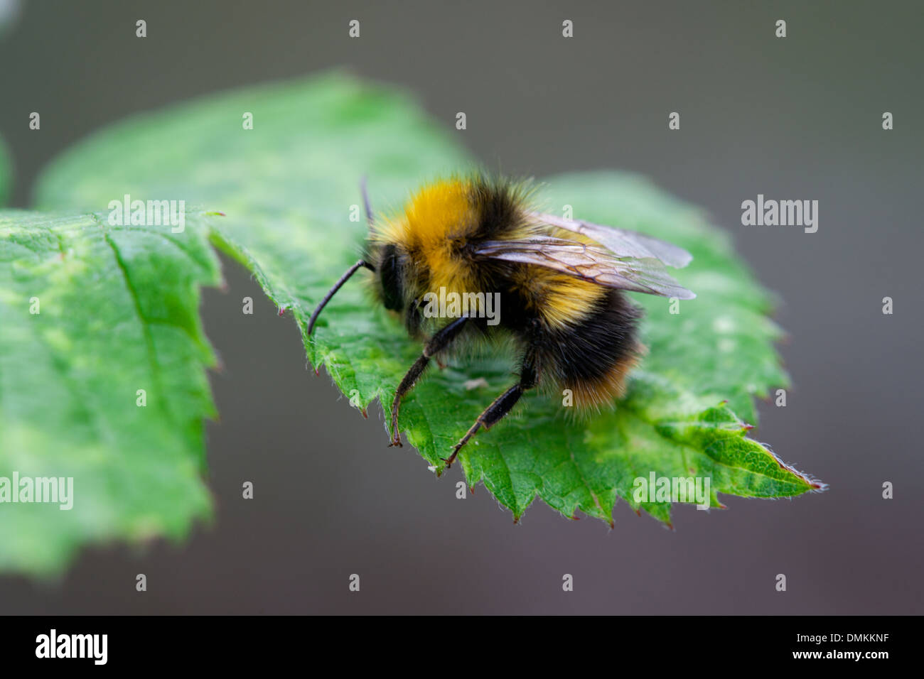 Début de Bumblebee Bombus pratorum au repos sur une feuille Banque D'Images