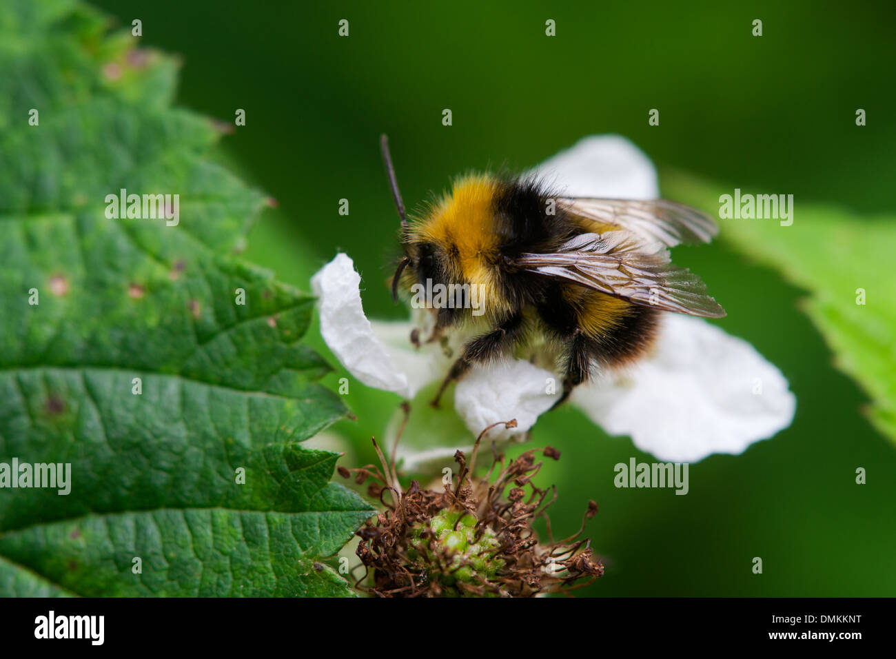 Début de Bumblebee Bombus pratorum à adultes se nourrissant sur une fleur de ronce Banque D'Images