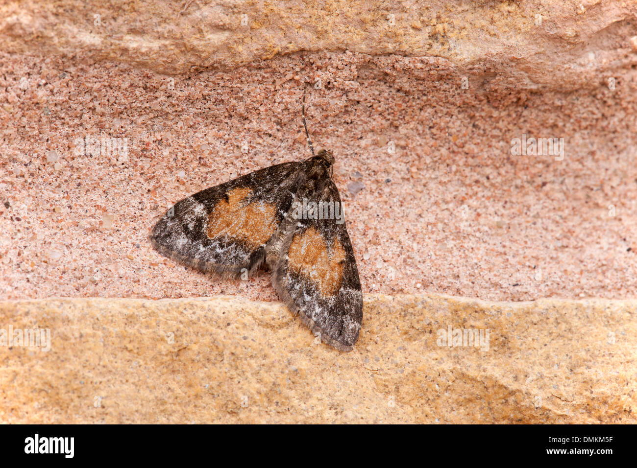 Mouchetée fauve Eupithecia icterata Pug papillon adulte au repos sur un mur de pierre Banque D'Images