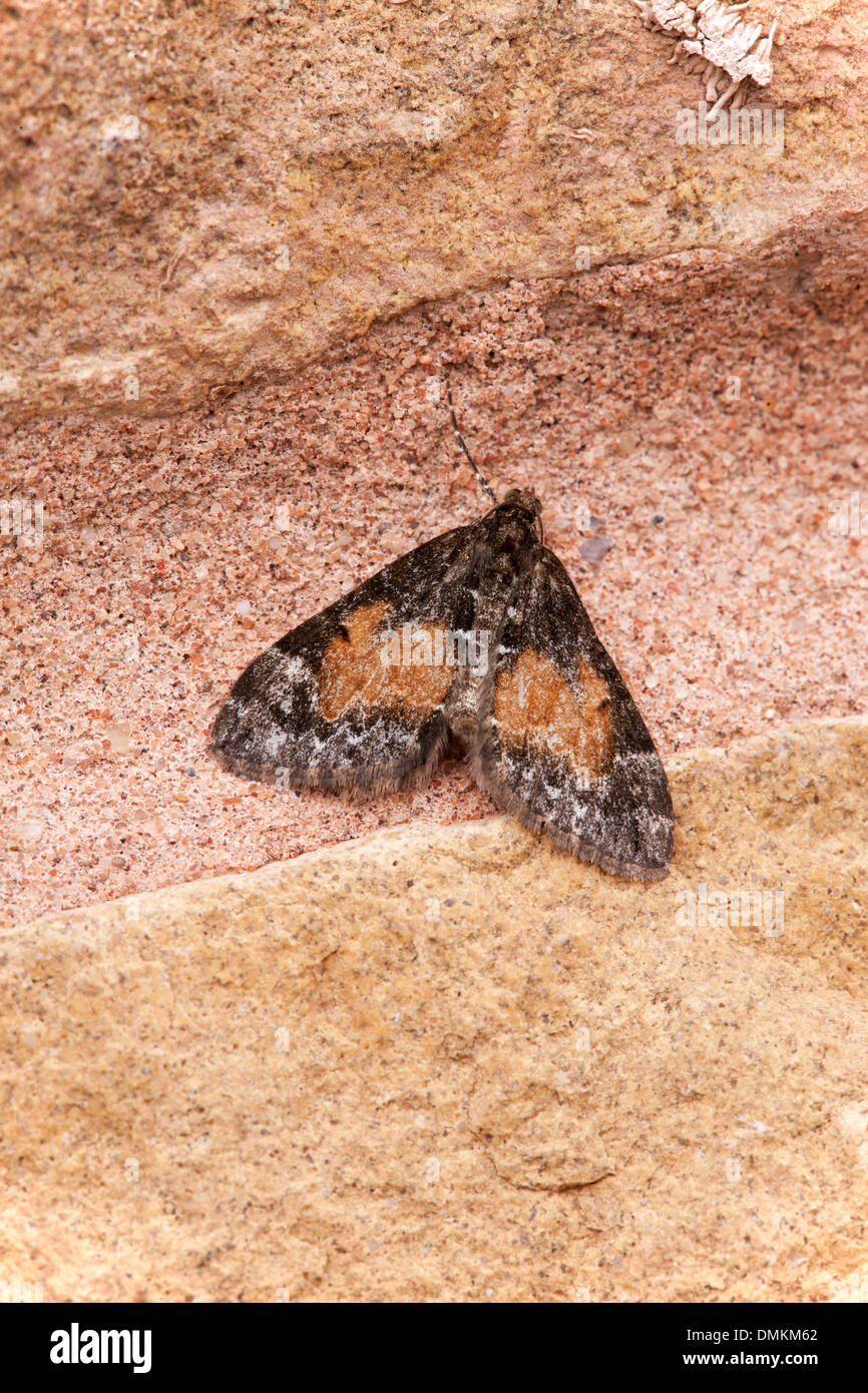 Ictarata Eupithecia Pug mouchetée fauve papillon adulte au repos sur un mur de pierre Banque D'Images