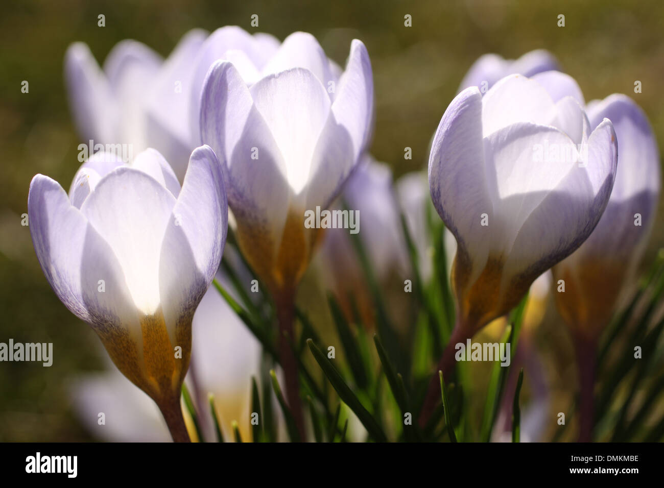 Crocus fleurs sur prairie au printemps Banque D'Images