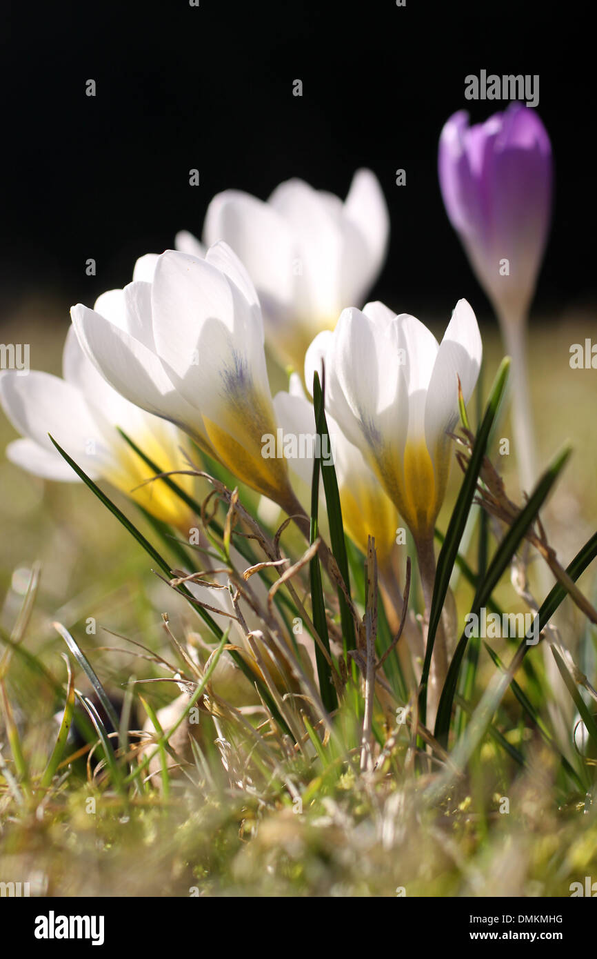 Crocus fleurs sur prairie au printemps Banque D'Images