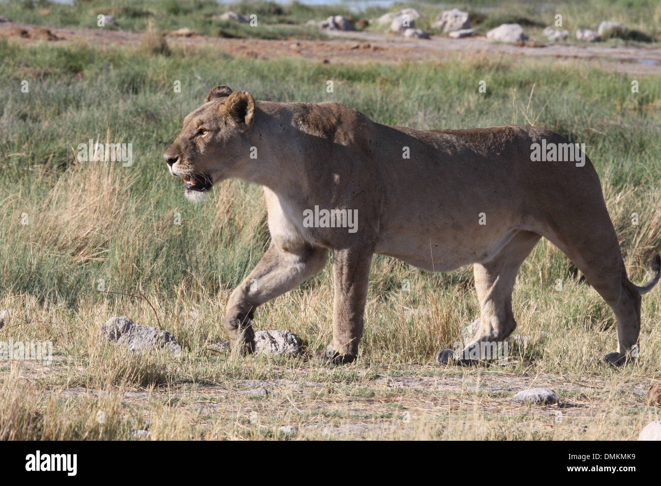Femme lion la chasse dans le parc national d'Etosha, Namibie, Afrique du Sud Banque D'Images