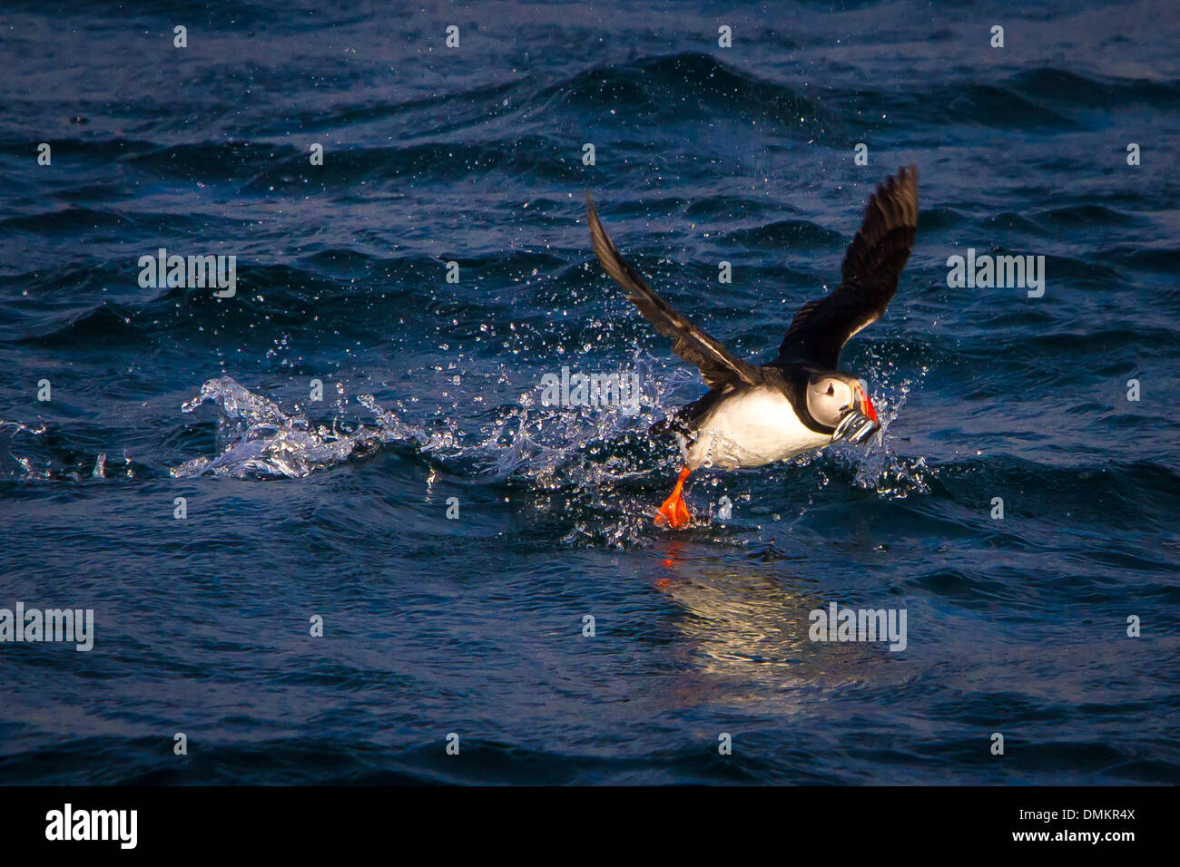 Macareux moine EN VOL AVEC LE POISSON DANS SON BEC, GRUNDARFJORDUR, péninsule de SNÆFELLSNES, dans l'ouest de l'Islande, EUROPE Banque D'Images