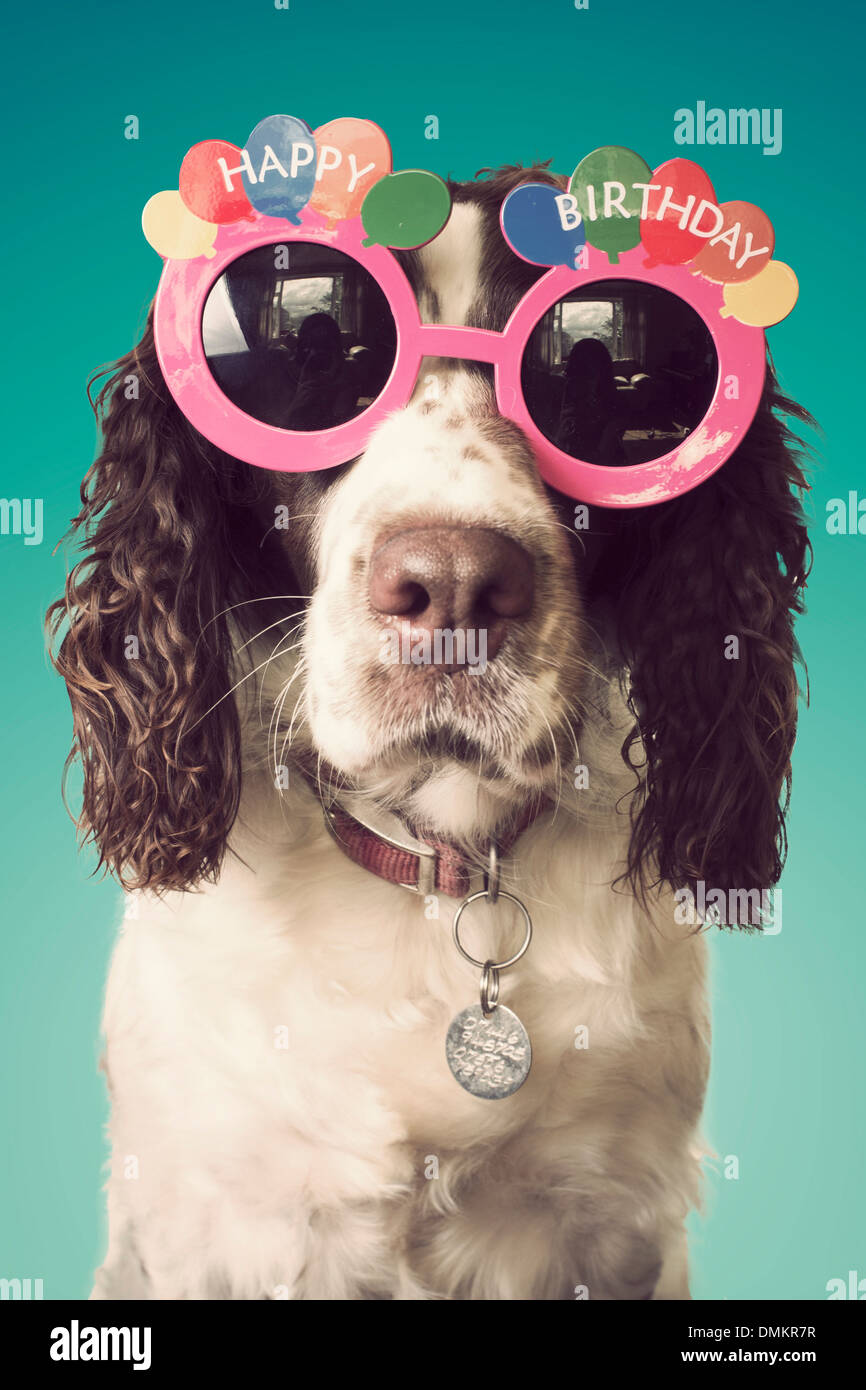 Joyeux Anniversaire Dog Wearing Glasses Photo Stock Alamy