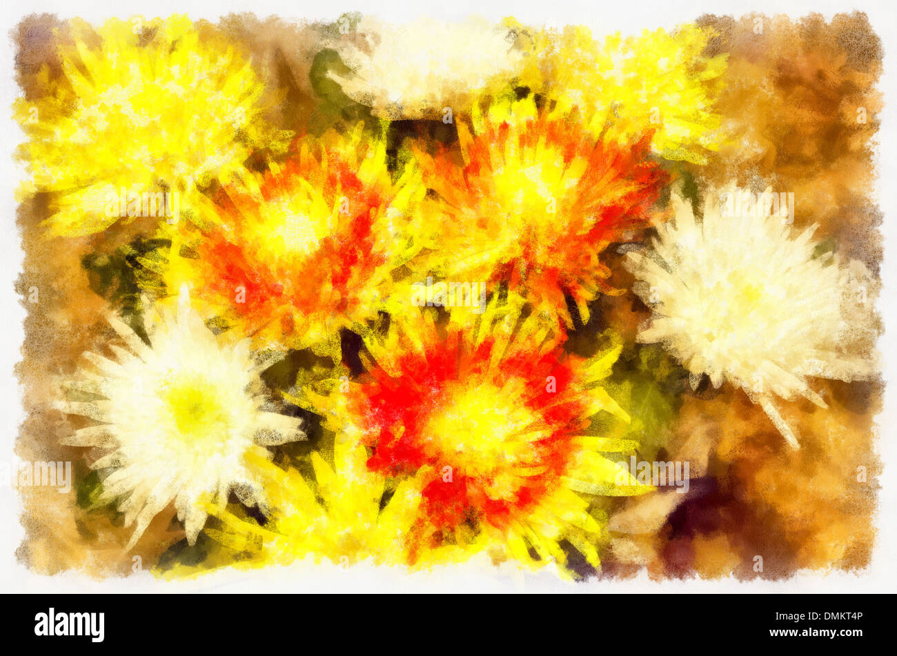 Chrysanthème (Chrysanthemum latine ) - genre de plantes herbacées annuelles ou vivaces, de la famille des astéracées ou composées Banque D'Images