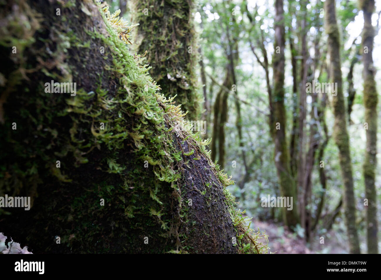 Parc National de Garajonay fournit le meilleur exemple de laurisilva canarienne, une forêt subtropicale humide. Banque D'Images