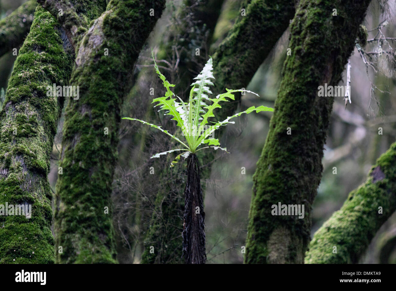 Parc National de Garajonay fournit le meilleur exemple de laurisilva canarienne, une forêt subtropicale humide. Banque D'Images