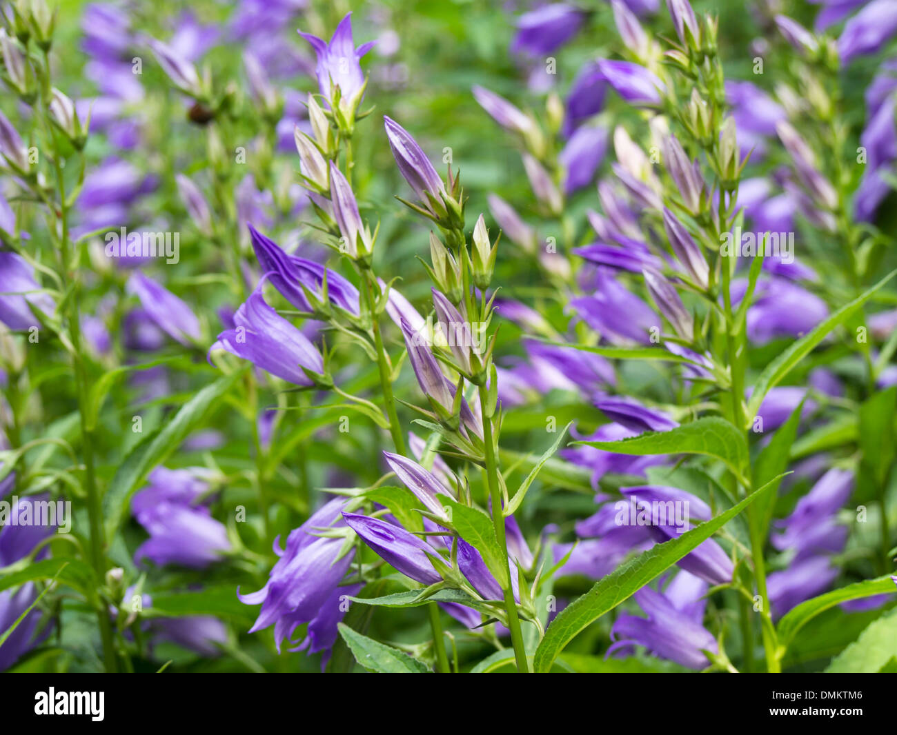 Giant bellflower, Campanula latifolia libre d'un riche domaine à Oslo Norvège Banque D'Images