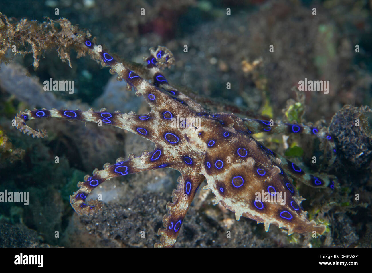 Bague bleue octopus (Hapalochlaena maculosa), le torchage ses tentacules. Détroit de Lembeh (Indonésie). Banque D'Images