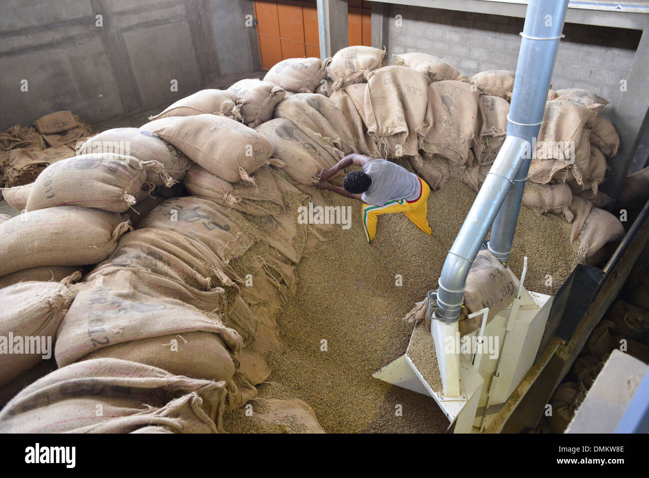 La transformation du café au moulin à sec en Ethiopie, à l'exportation. Banque D'Images