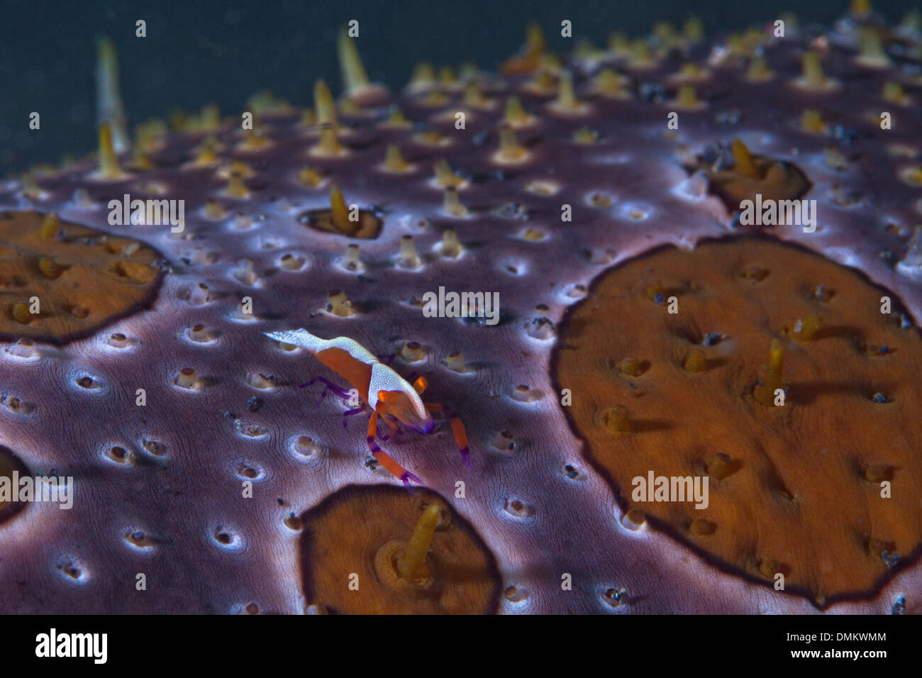 La crevette Periclimenes imperator (Empereur) sur leopard (holothuries Bohadschia argus). Banque D'Images