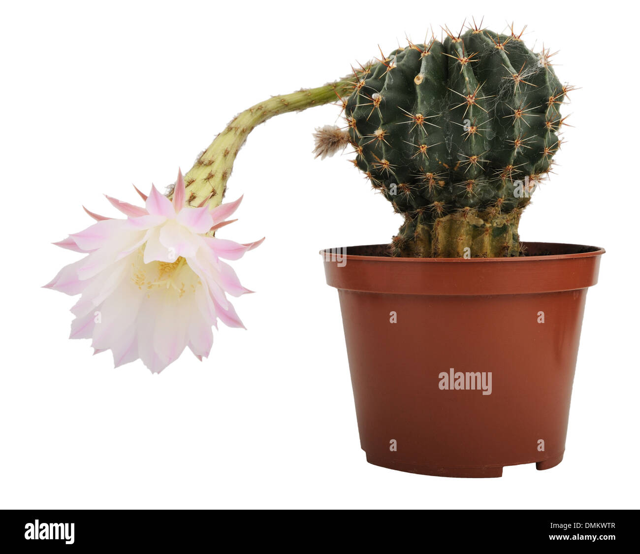 Fleurs Fleur de cactus dans un pot isolé Banque D'Images
