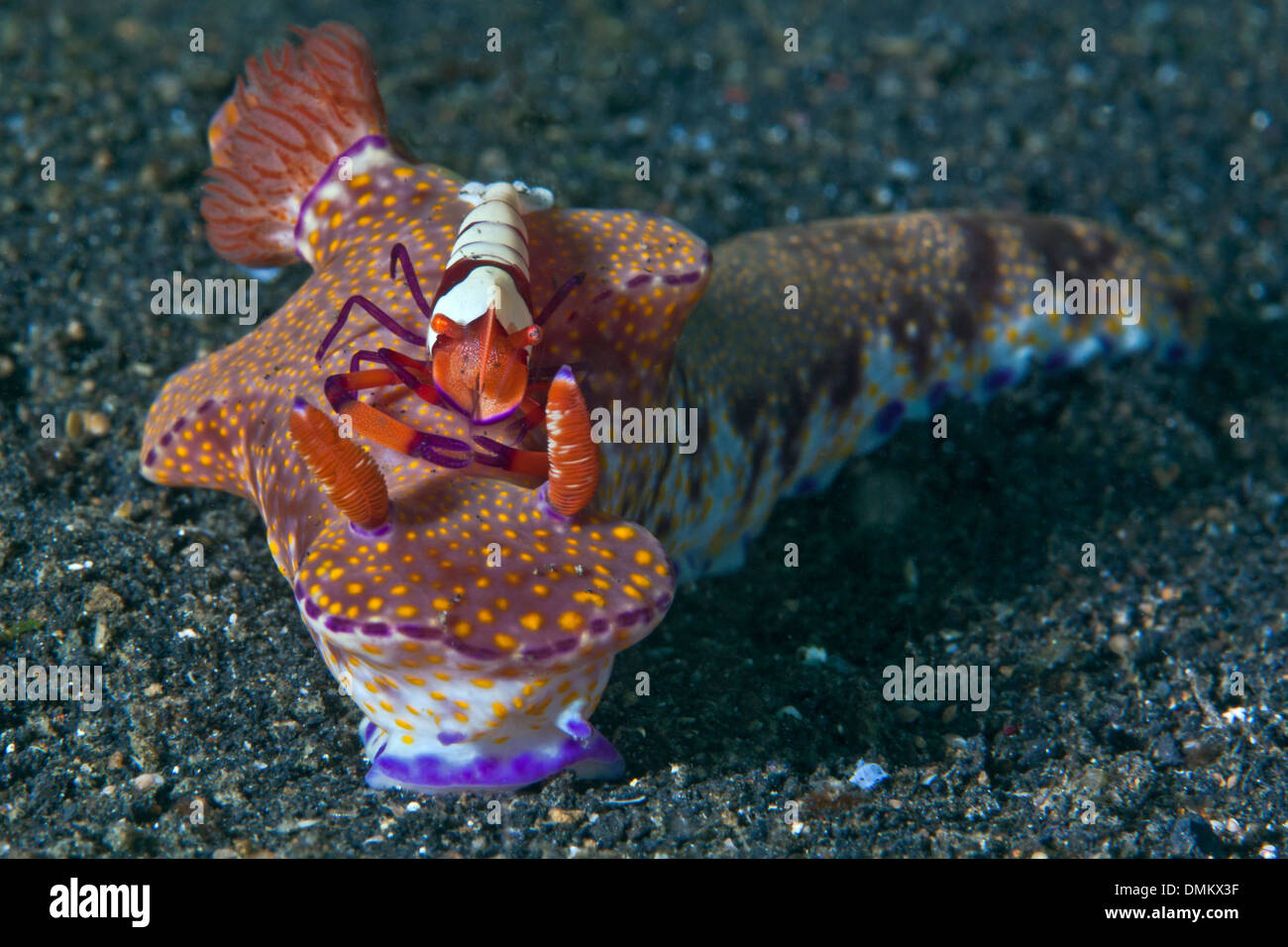 La crevette Periclimenes imperator (Empereur) les chapes d'un trajet sur nudibranch (Ceratosoma tenue). Banque D'Images