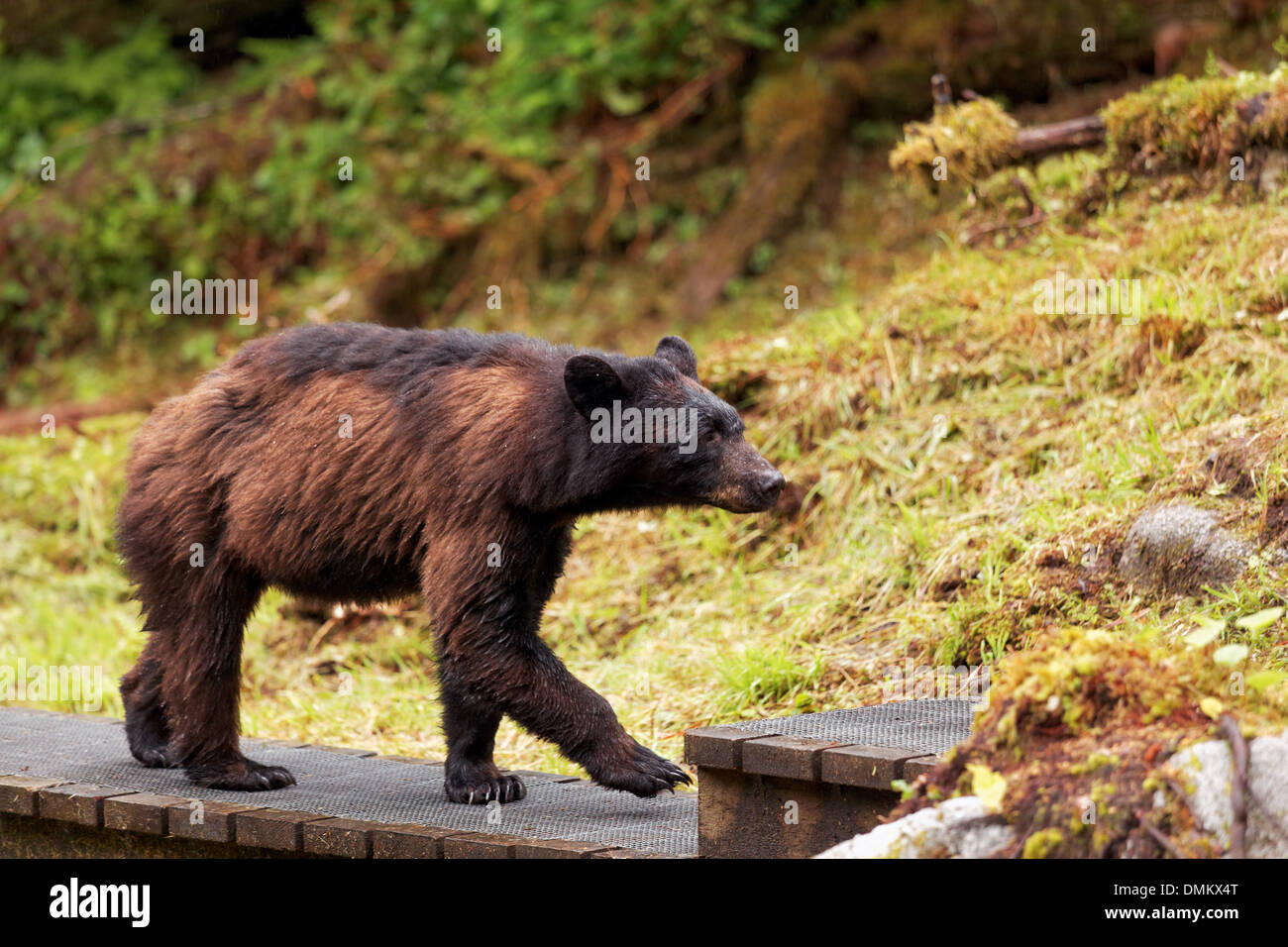 Côtières femelle ours brun marchant le long de passerelle en bois, de l'Observatoire de la faune d'anan, la Forêt Nationale Tongass, sud-est, de l'Alaska Banque D'Images