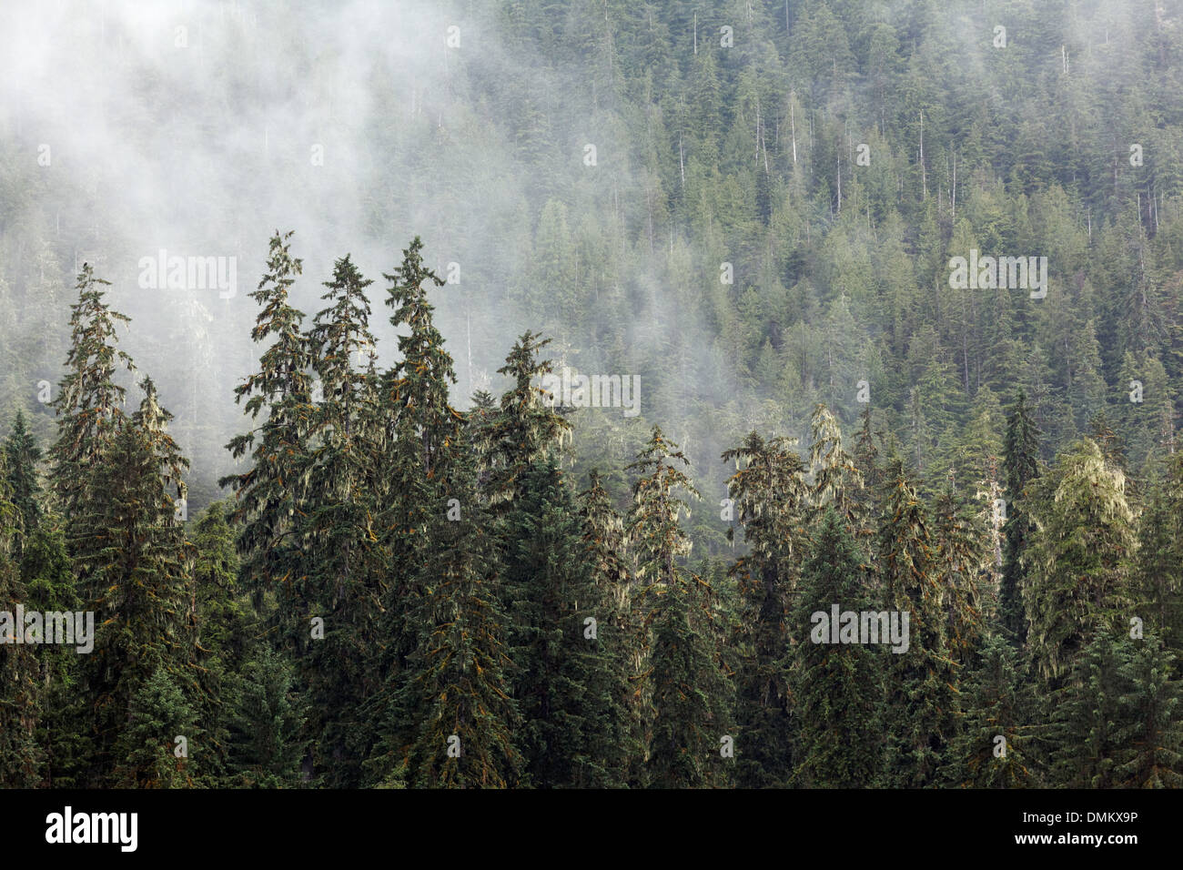 Brumes forêt, forêt nationale de Tongass, sud-est, de l'Alaska Banque D'Images