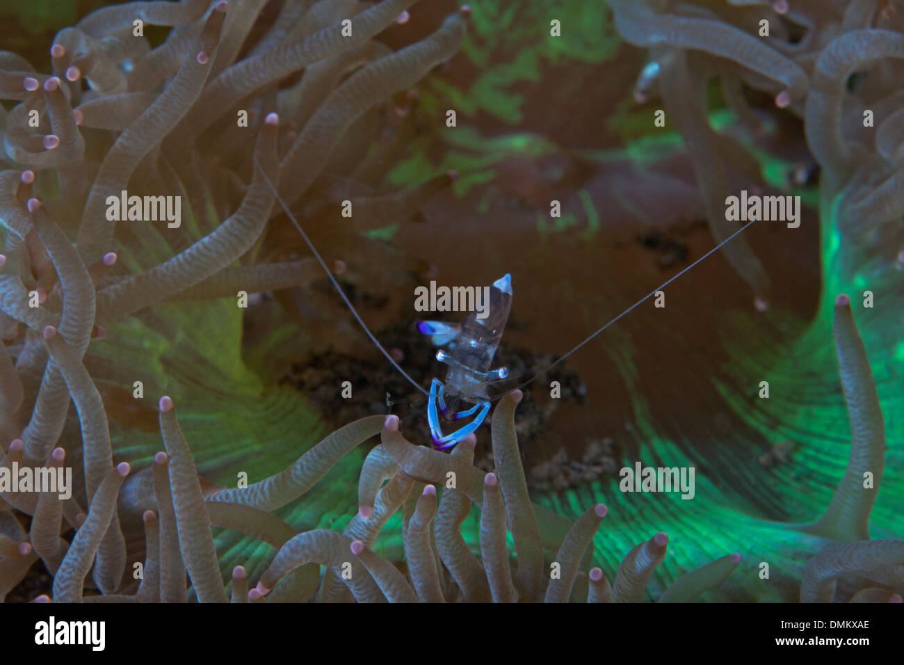 La crevette Periclimenes magnificus (magnifique) dans l'anémone verte fluorescente Banque D'Images
