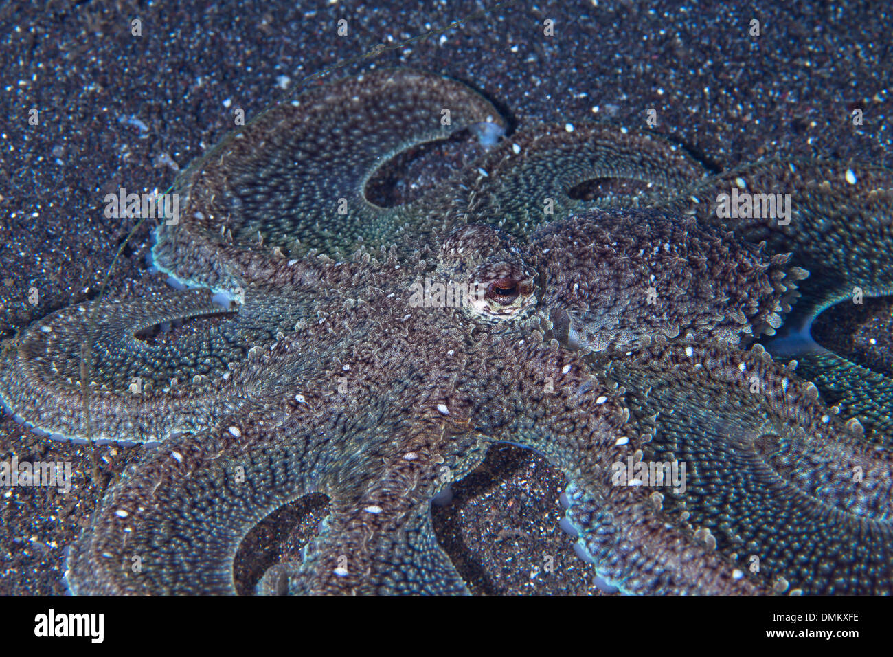 Octopus non identifiés. Détroit de Lembeh, Indonésie., novembre 2013. Banque D'Images