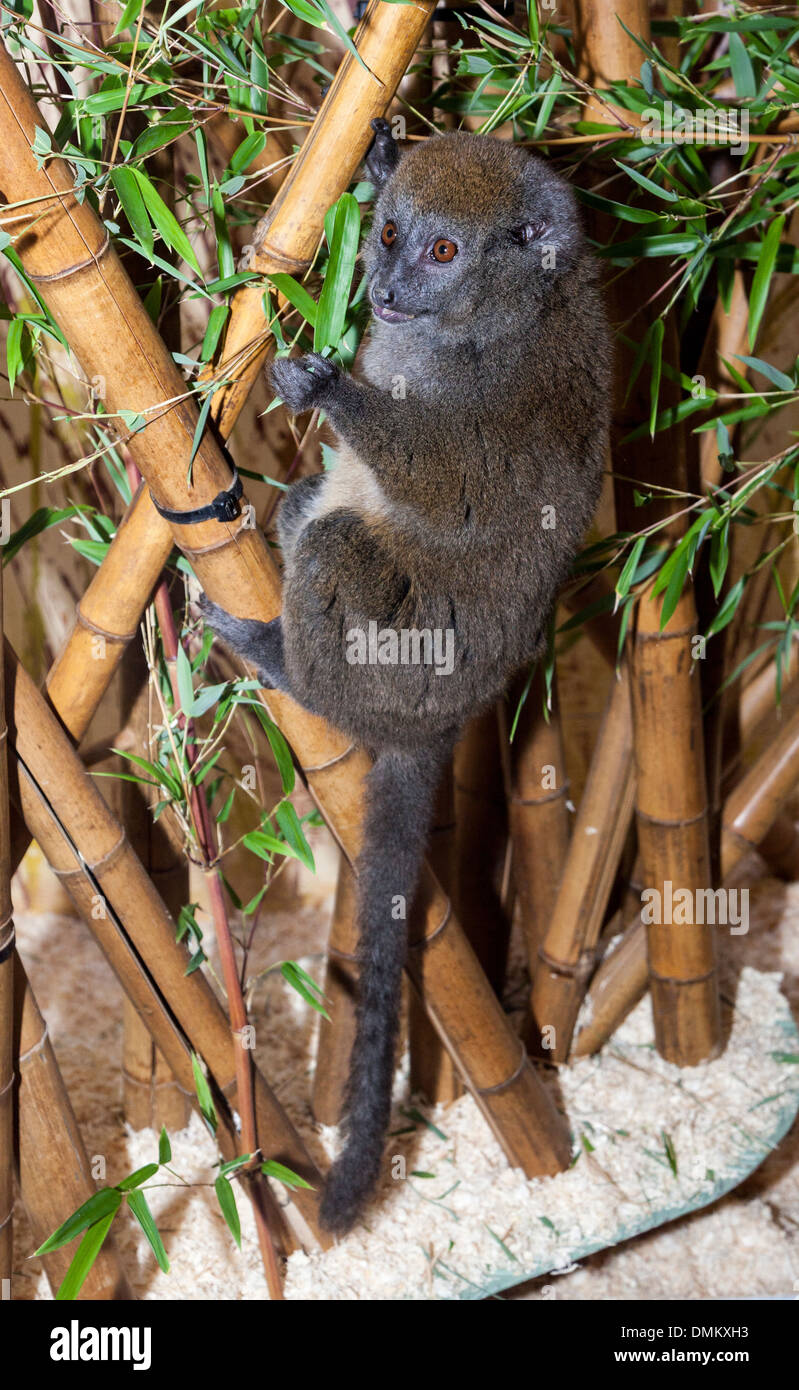 Aye-Aye, Daubentonia madagascariensis, Durrell Wildlife Park, Jersey, Channel Islands, Royaume-Uni Banque D'Images