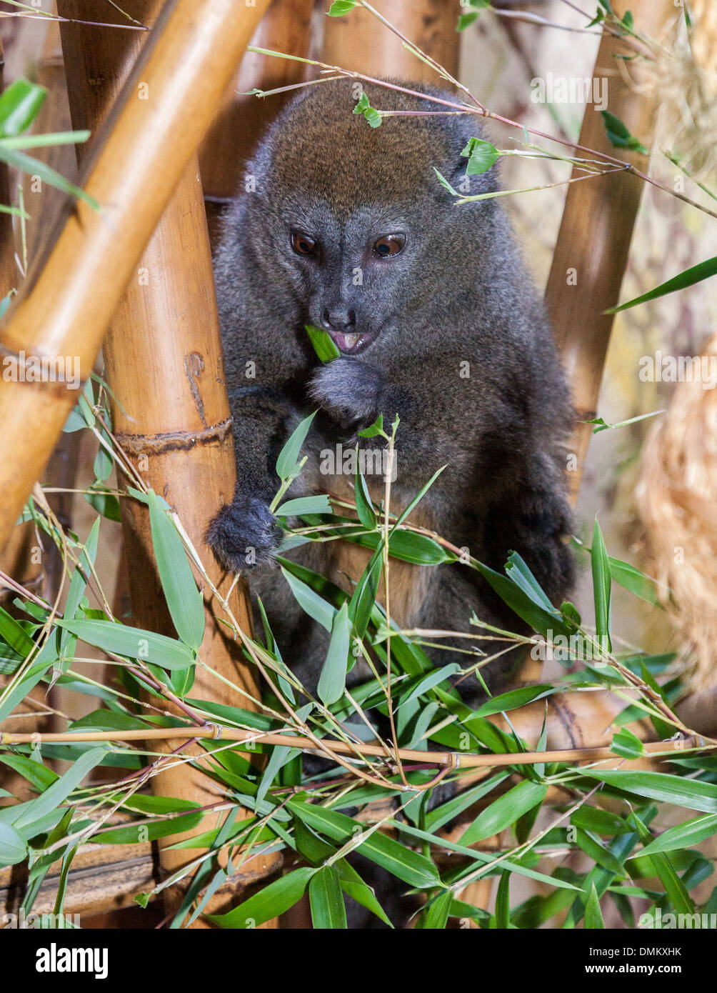 Aye-Aye, Daubentonia madagascariensis, Durrell Wildplace Park, Jersey, Channel Islands, Royaume-Uni Banque D'Images