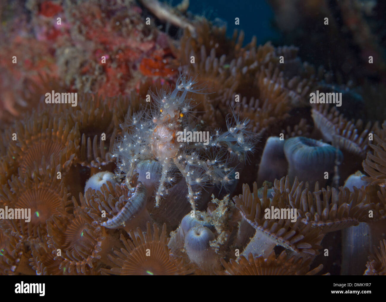 Espèces non identifiées de crabe avec une apparente des polypes. Détroit de Lembeh (Indonésie). Novembre, 2013 Banque D'Images