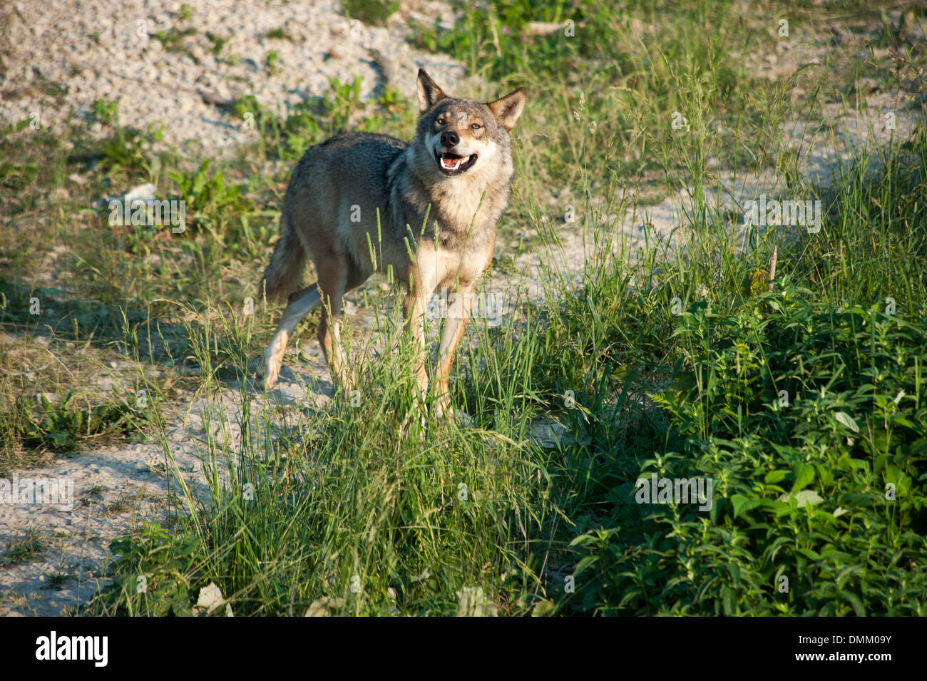 Loup sur la chasse dans sa région Banque D'Images